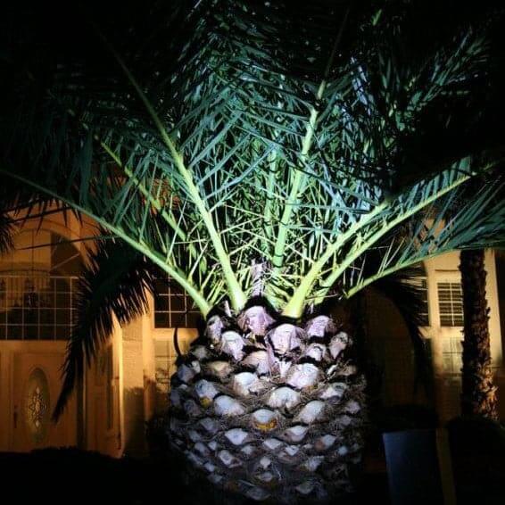 Solar palm tree lights top